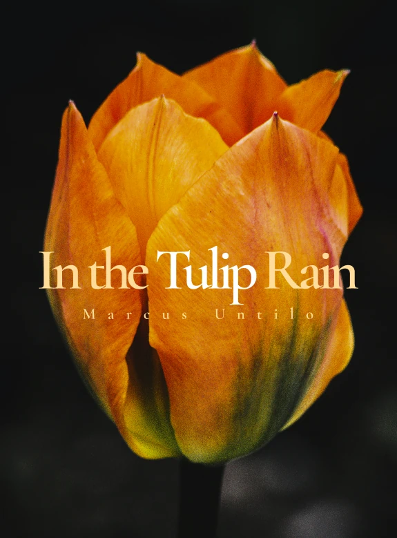 In the Tulip Rain