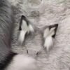 simulated wolf ear, wolf tail, deer ear, deer tail